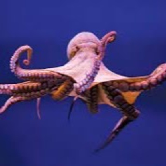 Meet your Posher, Jess - Picture 1 of 1